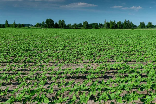 Tournesol sur le champ — Photo