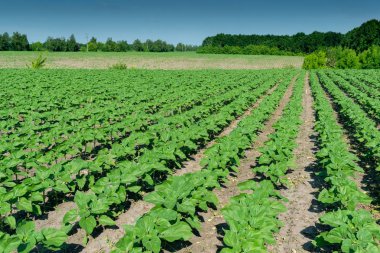 Sahada ayçiçeği bitkileri