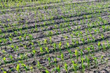 Yazın taze mısır.