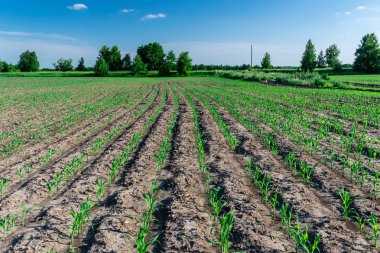 Yazın taze mısır.