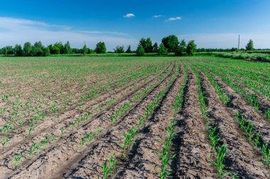 Yazın taze mısır.