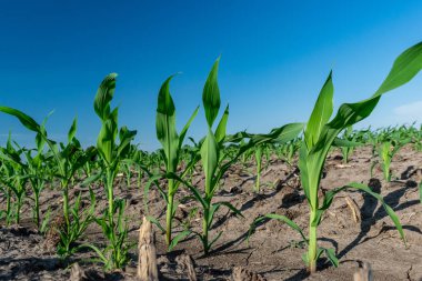 Yazın taze mısır.
