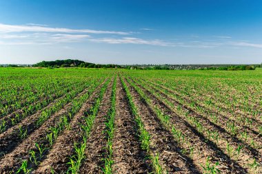 Yazın taze mısır.