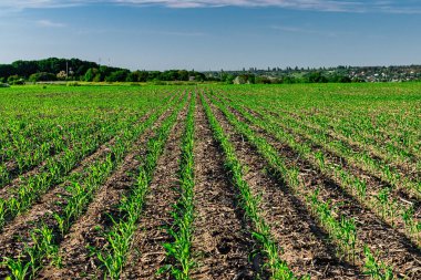 Yazın taze mısır.
