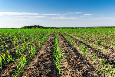 Yazın taze mısır.