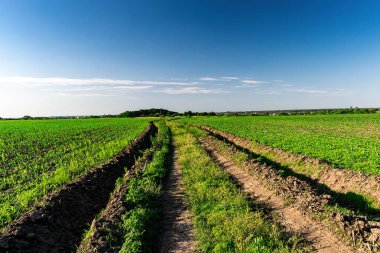 Yazın taze mısır.