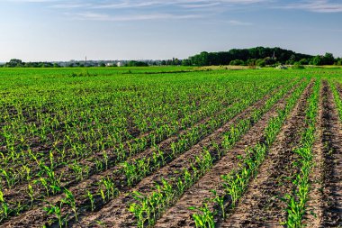 Yazın taze mısır.