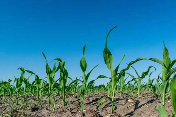 Young corn in summer — 스톡 사진