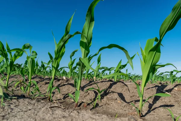 Young corn in summer — 스톡 사진