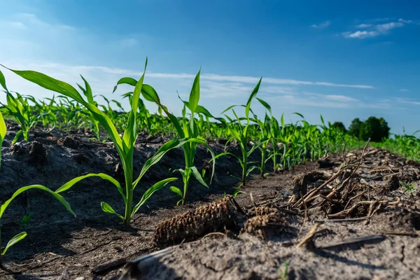 Young corn in summer — 스톡 사진