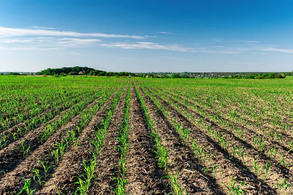 Yazın taze mısır.