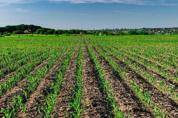 Yazın taze mısır.