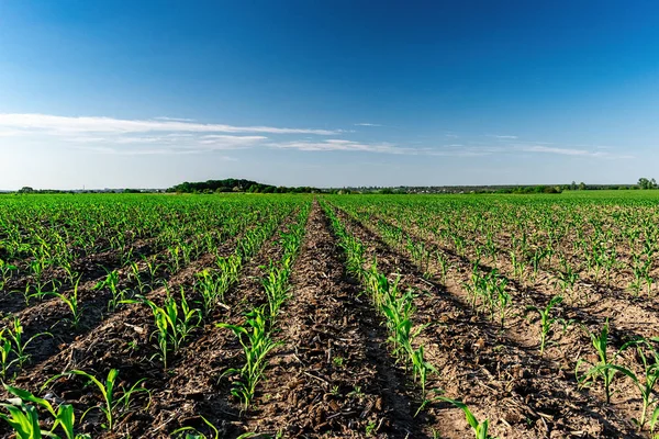 Young corn in summer — 스톡 사진