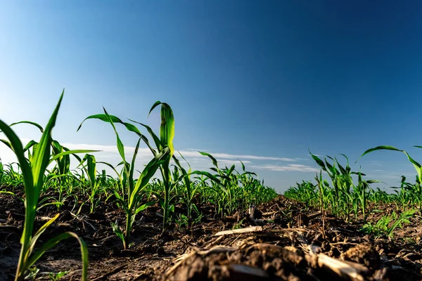 Young corn in summer — 스톡 사진