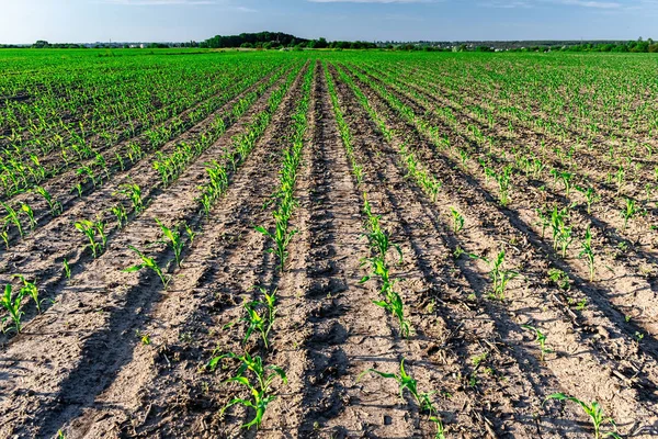 Young corn in summer Royalty Free Stock Photos