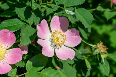 Yaban gülleri çiçek açar