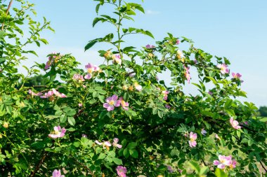 Yaban gülleri çiçek açar