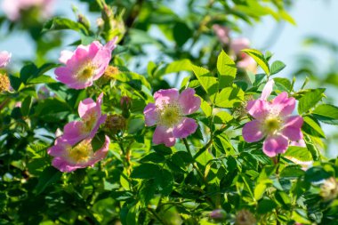 Yaban gülleri çiçek açar
