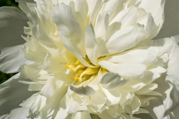 Primo piano fiore di peonia — Foto Stock