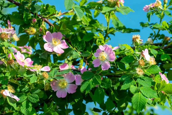 Fiori di rose selvatiche — Foto Stock