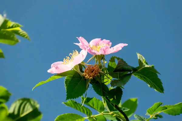 Dzikie róże kwitną — Zdjęcie stockowe