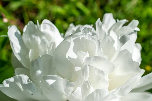 Παιωνία λουλούδι closeup — Φωτογραφία Αρχείου