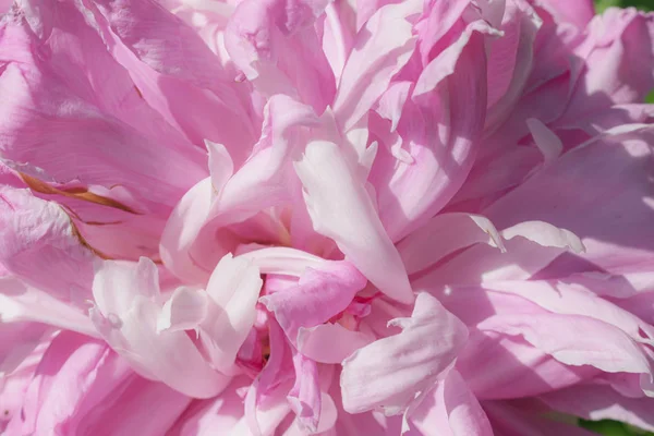 Παιωνία λουλούδι closeup — Φωτογραφία Αρχείου