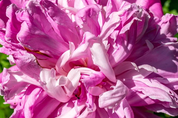 Peonía flor primer plano — Foto de Stock