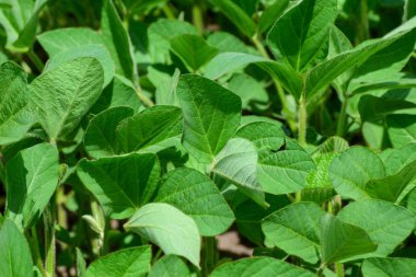 Soya fasulyesi sahada