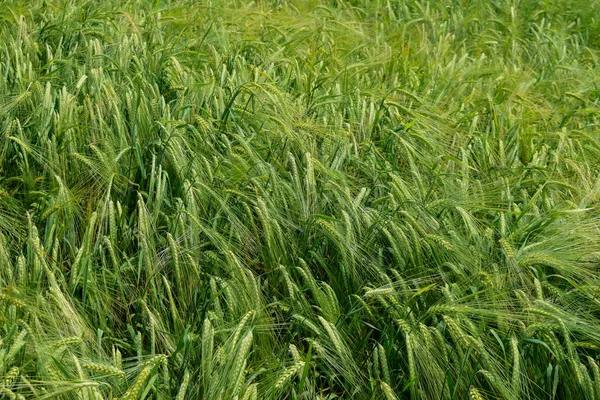 Cebada en maduración en el campo — Foto de Stock