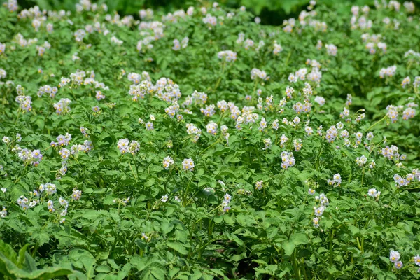 Field of potatoes — Stock Photo, Image