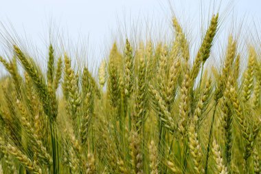 Sahada çavdar olgunlaşması