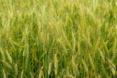 Sahada çavdar olgunlaşması