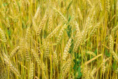 Sahada çavdar olgunlaşması