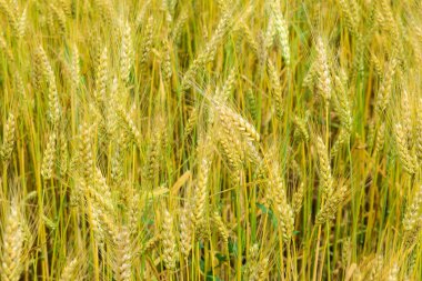 Sahada çavdar olgunlaşması