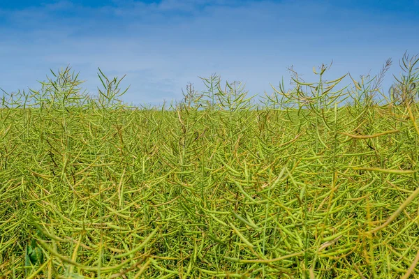 Field of canola — Stock Photo, Image