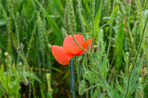 Papaveri nel campo — Foto Stock