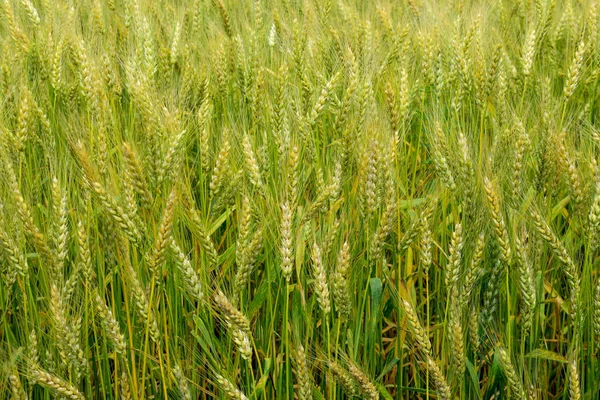 Tarwe rijpings op het veld — Stockfoto