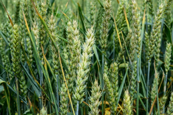 Pěstování pšenice — Stock fotografie