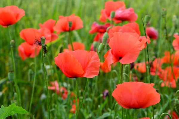 Papaveri nel campo — Foto Stock