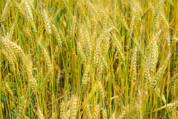 La maduración de centeno en el campo — Foto de Stock