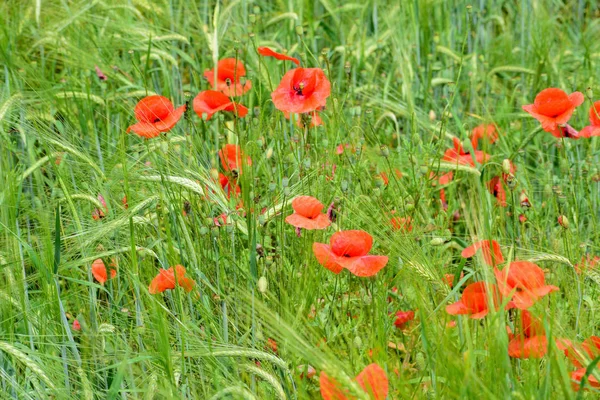 Papaveri nel campo — Foto Stock