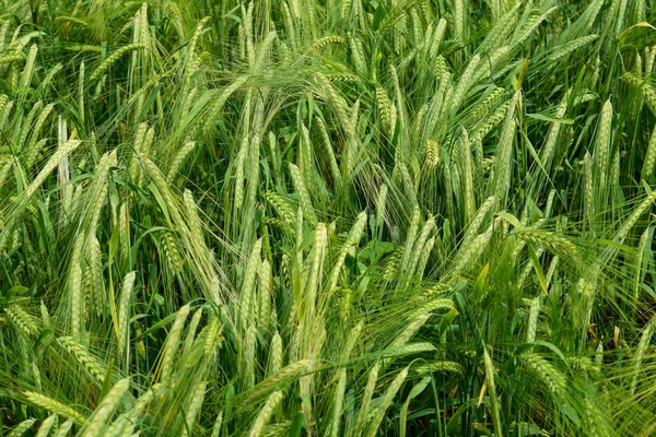 Cebada en maduración en el campo — Foto de Stock