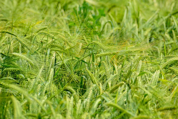 Cebada en maduración en el campo — Foto de Stock