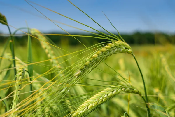 フィールド上の大麦を熟す — ストック写真