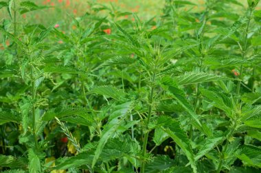 konopí (cannabis) v kbelíku