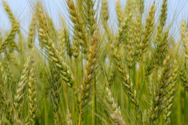 Sahada çavdar olgunlaşması