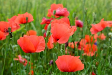 tarladaki gelincikler