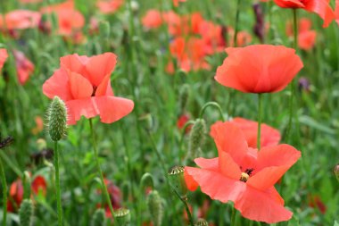 tarladaki gelincikler