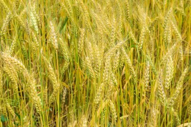 Sahada çavdar olgunlaşması